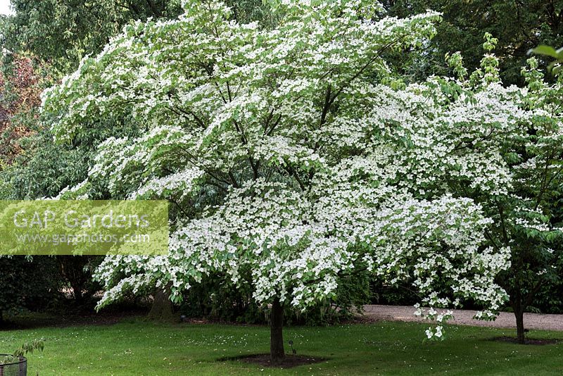 Cornus kousa 'Madame Butterfly' a deciduous tree bearing masses of creamy bracts in early summer - National Collection of  Cornus at Newby Hall.