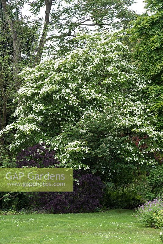 Cornus 'Norman Haddon', a small spreading tree that is a hybrid between C. capitata and C. kousa - National Collection of  Cornus at Newby Hall.