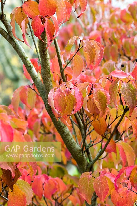 Cornus kousa 'Koree' with pink and orange autumnal foliage