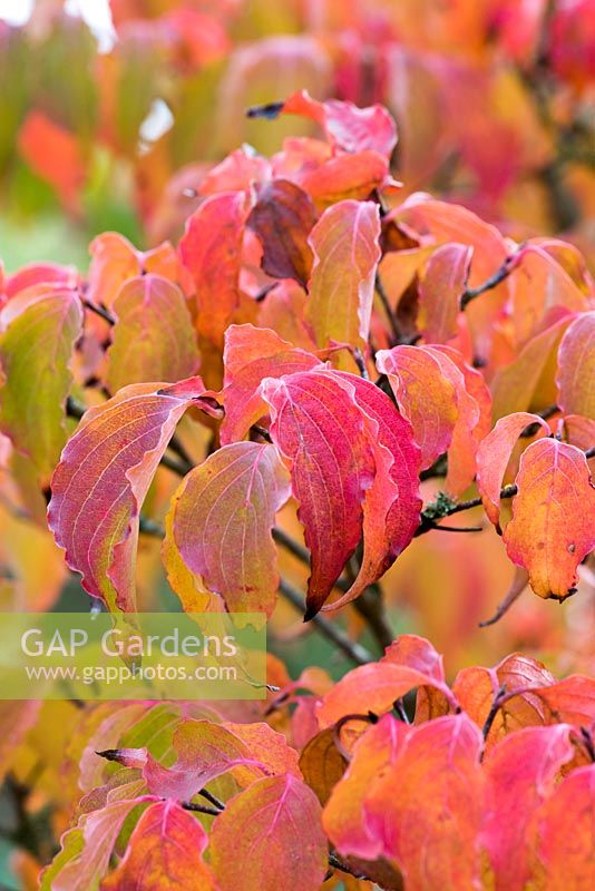Cornus kousa 'Koree' with pink and orange autumnal foliage