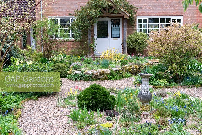 A gravel garden planted with spring flowering plants and bulbs including muscari, miniature daffodils, dwarf tulips, pasque flowers and forsythia.