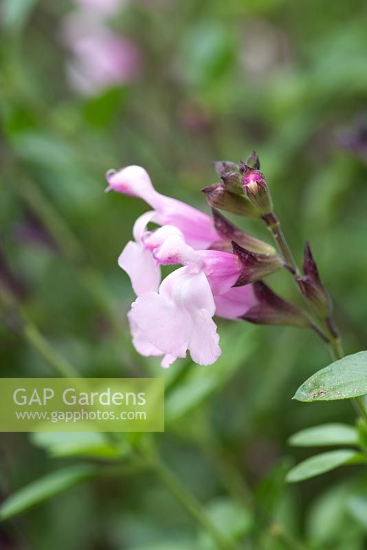 Salvia 'Dyson's Joy',  a shrubby perennial with bicoloured flowers from June until November.