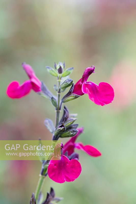 Salvia 'Dyson's Maroon', a shrubby perennial flowering from May until November.