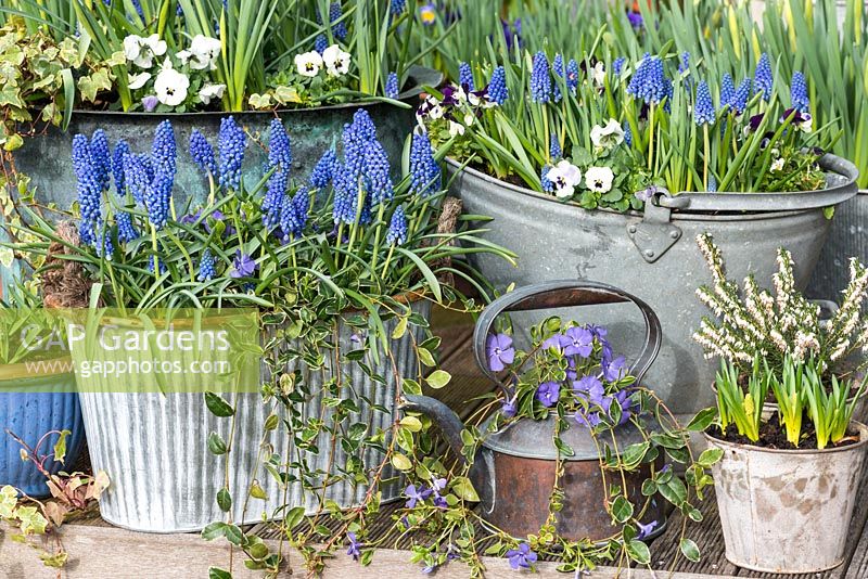 Early spring planters of Muscari 'Big Smile', a large flowered blue grape hyacinth, violas, heather, periwinkle and Vinca minor 'Argenteovariegata'. 
