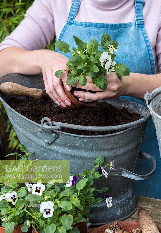 Plant the violas - Planting a vintage coal hod with bulbs. 