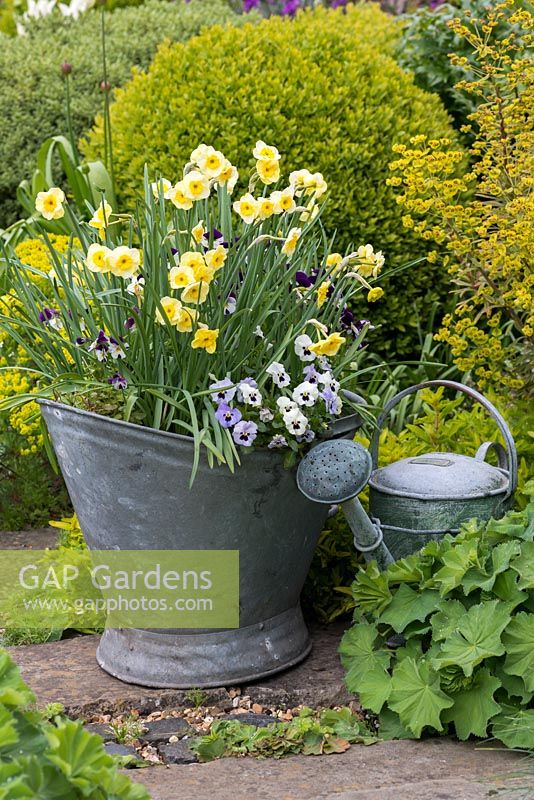 Vintage galvanised coal hod planted with violas and Narcissus 'Sundisc', a jonquilla daffodil, flowering in April. Underplanted with muscari, that flowered 6 weeks earlier.