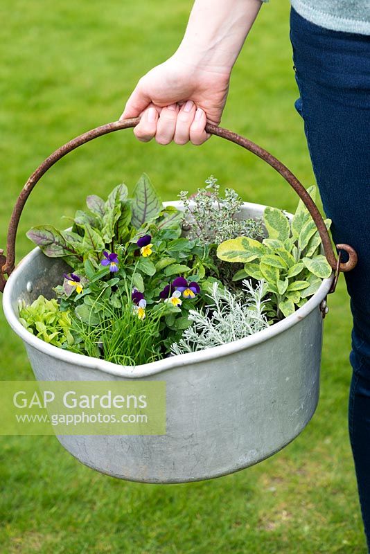 Select herbs with contrasting textures and colours, such as chives, golden oregano,  thyme, sorrel and sage. Violas add edible flowers - Planting Preserving Pan with Herbs