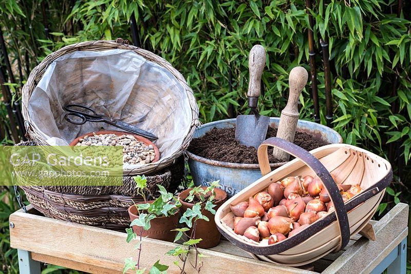 Preparing with compost, gravel for draining, trailing ivy and dwarf tulips to flower the following spring - Planting a Tulip Hanging Basket in Autumn.