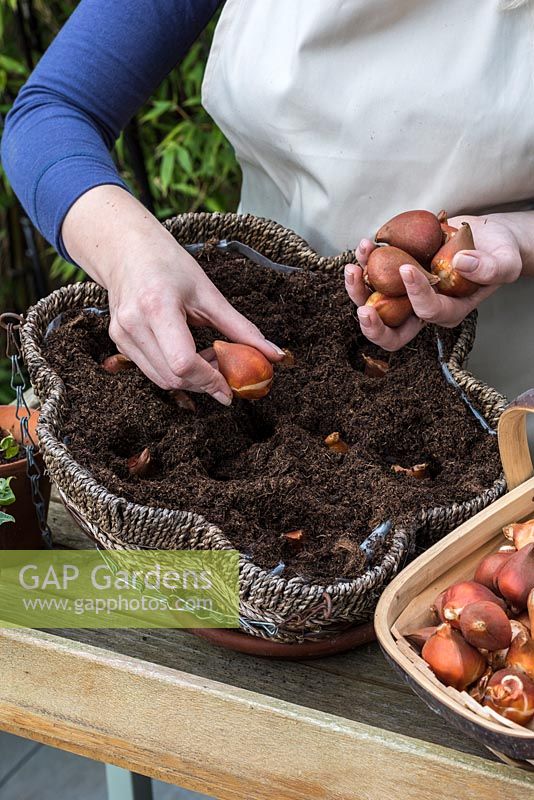 Planting one bulb per hole, pointed end uppermost - Planting a Tulip Hanging Basket in Autumn.