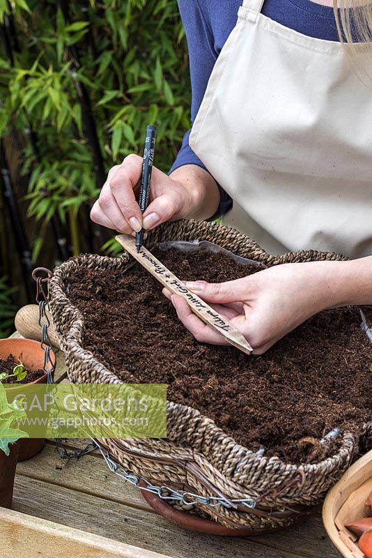Writing a wooden label for the tulips planted in autumn in a hanging basket, to flower the following spring - Planting a Tulip Hanging Basket in Autumn