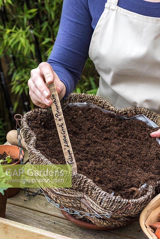 Labelling the tulips planted in autumn in a hanging basket, to flower the following spring - Planting a Tulip Hanging Basket in Autumn