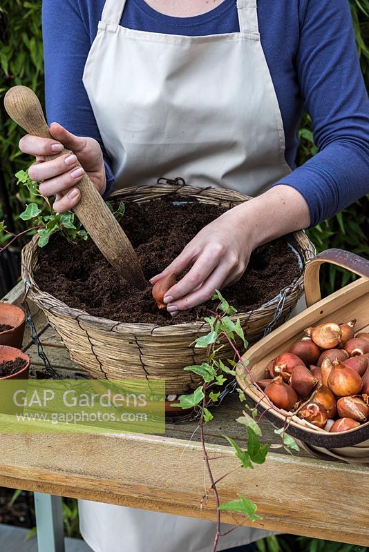 Planting one bulb per hole, pointed end uppermost - Planting a Tulip Hanging Basket in Autumn