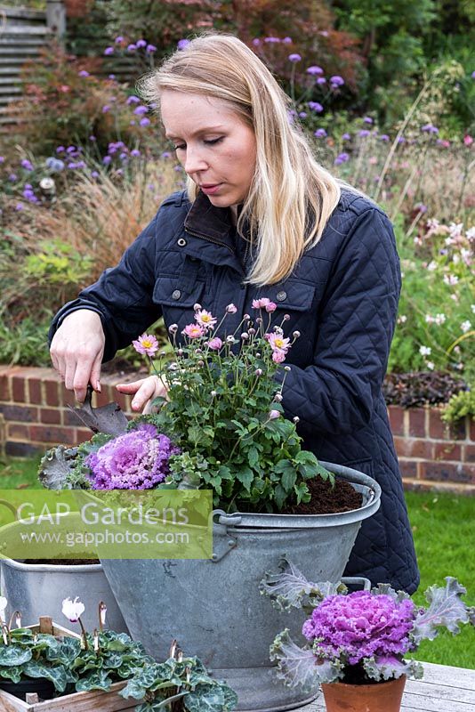 Adding ornamental cabbages round the sides of the bucket - Planting a Vintage Autumn Bucket