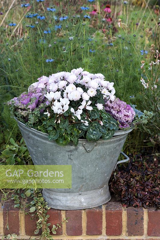 Vintage coal bucket planted with pink chrysanthemums, red ornamental cabbages and white cyclamen.