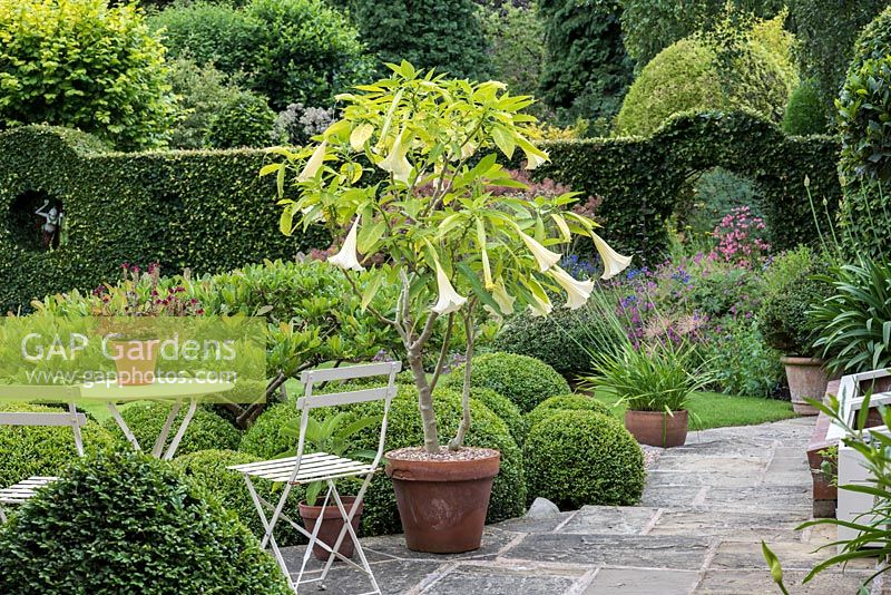 A pot of fragrant Angel's trumpets on stone terrace next to a seating area with box topiary balls linking the terrace and lawn