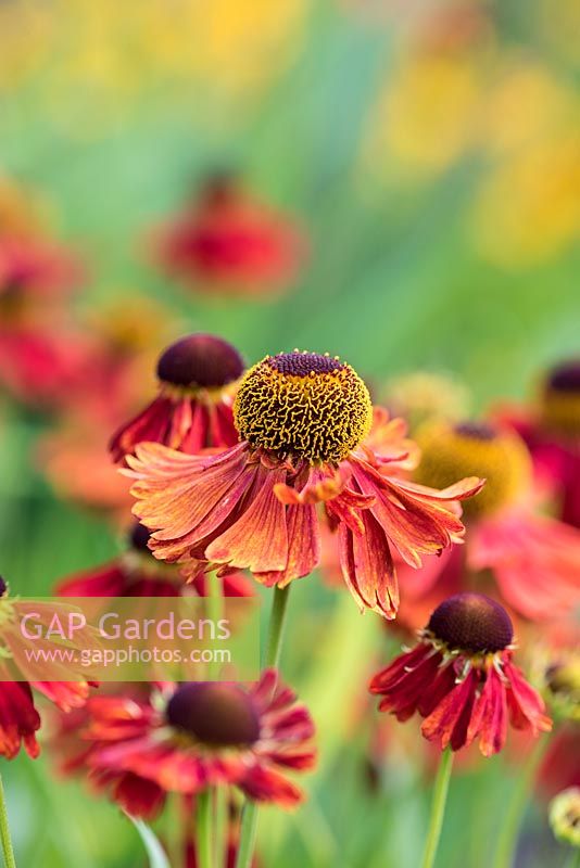 Helenium 'Vivace', a hardy herbaceous perennial with copper-red flowers that is attractive to bees and butterflies
