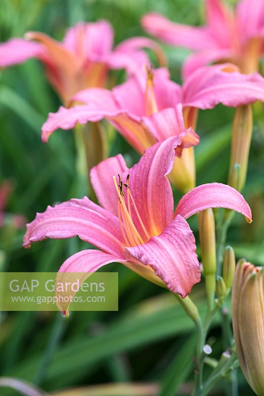 Hemerocallis 'Pink Damask', a perennial with long strap-like leaves and deep salmon pink flowers from July.