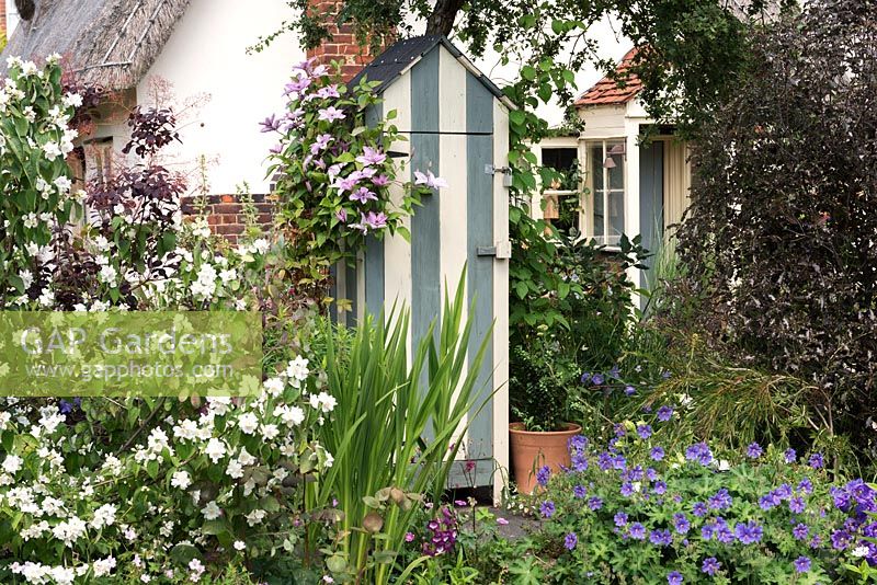 A wooden tool shed is painted in stripes, and Clematis 'Hagley Hybrid' trained up the left side. In front stands fragrant philadelphus.