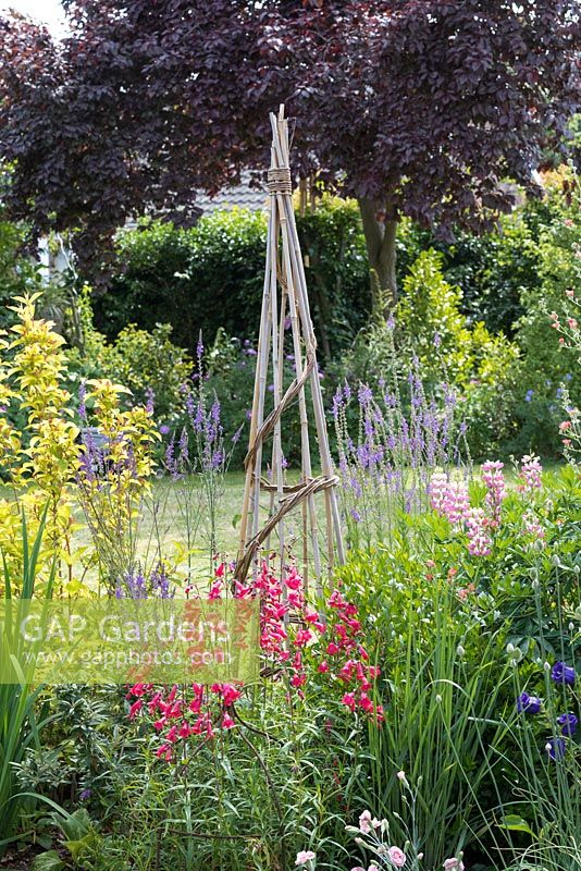 Cane wigam rises above red Penstemon 'Andenken an Friedrich Hahn' and purple linaria.