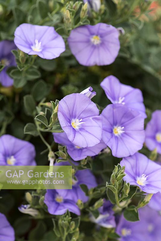Convolvulus sabatius, blue rock bindweed, a trailing perennial flowering for months from June.