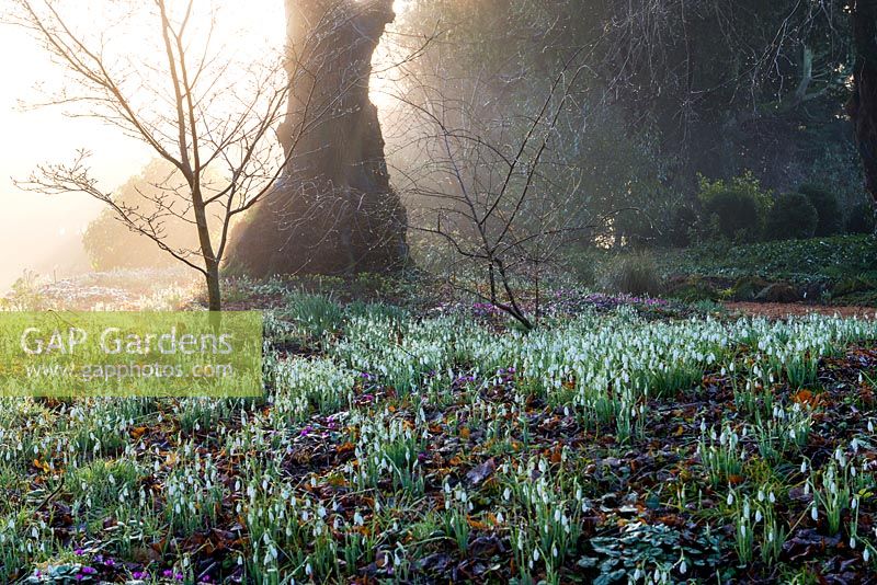 In a woodland glade at Colesbourne Park, dawn light filters from behind an old lime tree, highlighting carpets of snowdrops and Cyclamen coum.