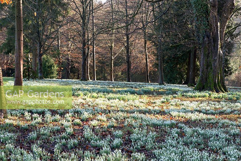 Carpets of snowdrops flower in deciduous woodland at Colesbourne Park.