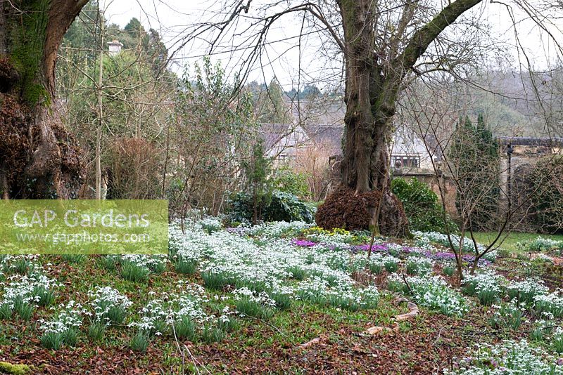 A woodland glade planted with snowdrop, Cyclamen coum and winter Aconite at Colesbourne Park.