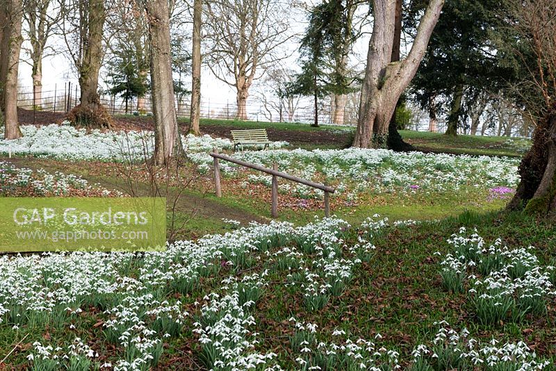 At Colesbourne Park, many different snowdrop cultivars are planted beneath deciduous trees.