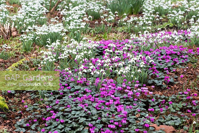 Snowdrops with Cyclamen coum.