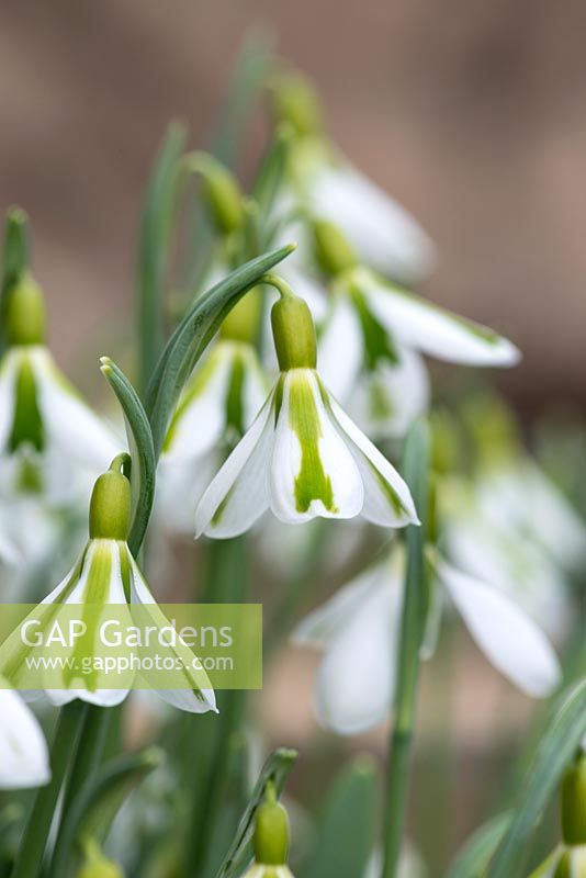 Galanthus 'South Hayes' with their distinctive markings resembling an exclamation mark 