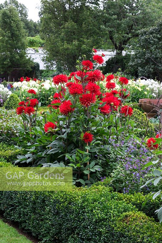 A view of Dahlia 'Bergers Record' planted in the formal box parterre garden at Dunsborough Park.

