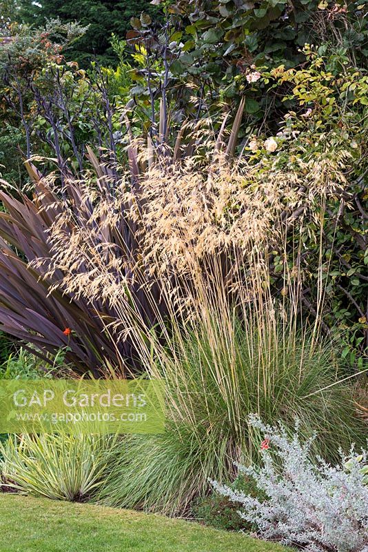 Stipa gigantea, golden oats, a dramatic ornamental grass in autumn.