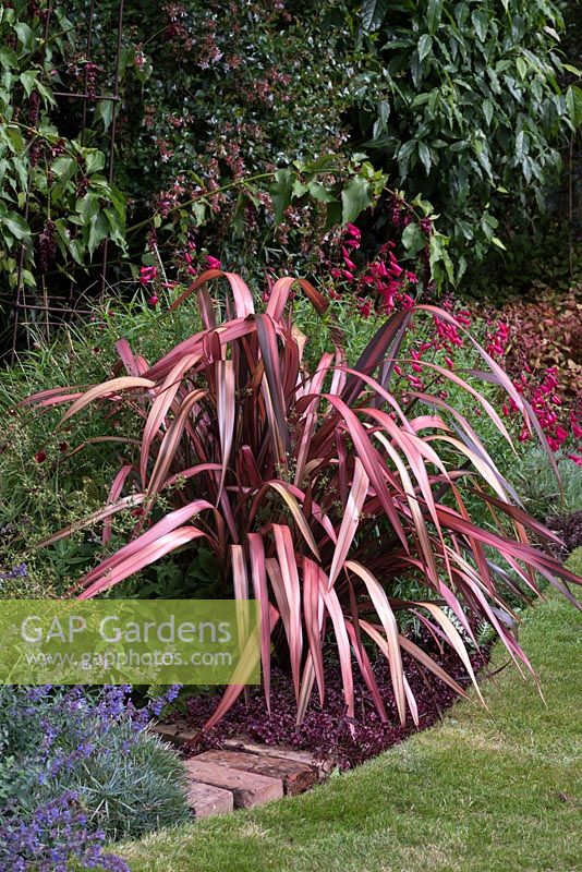 Phormium Pink Panther New Zealand Flax Evergreen Garden Shrub in 9cm Pot