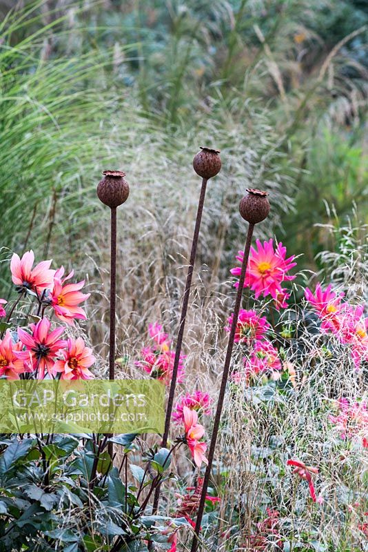 Rusted iron seedheads stand tall against a backdrop of dahlias and Deschampsia flexuosa 'Goldtau'.