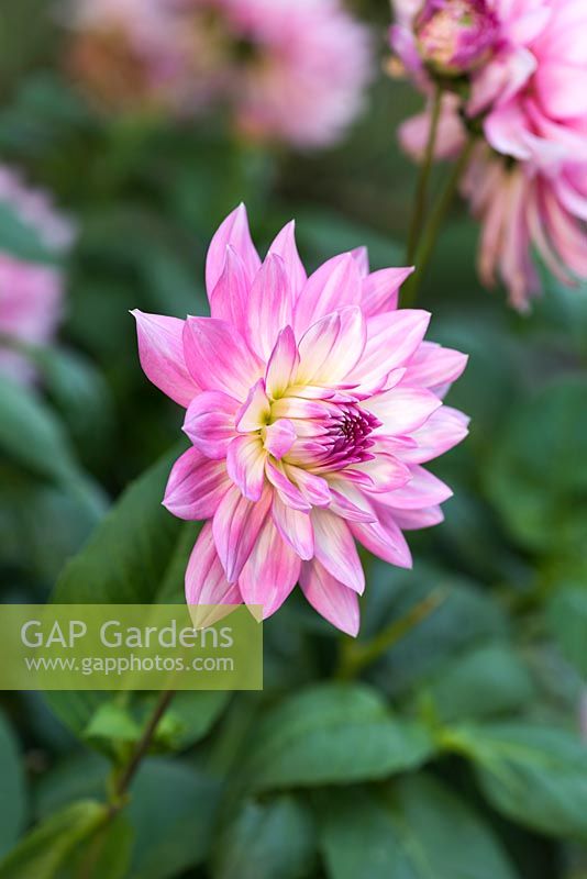 Dahlia 'Ace Summer Emotions', a semi-cactus dahlia with huge lilac pink blooms, flowering from August into autumn.