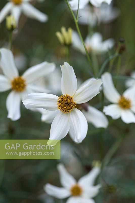 Bidens 'Moonlight', a half hardy annual bearing masses of small white daisy like flowers all summer long.