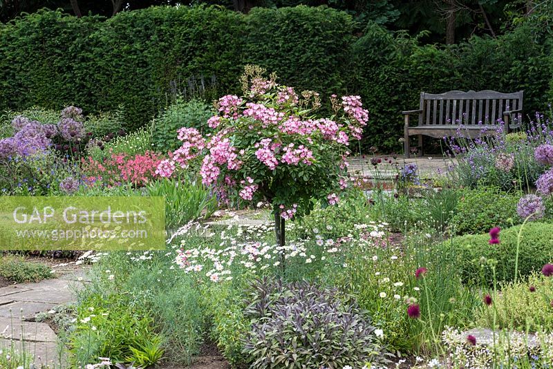 Sylvia's Garden at Newby Hall.  A Rosa 'Ballerina' standard rises above alliums, marguerites and sage.