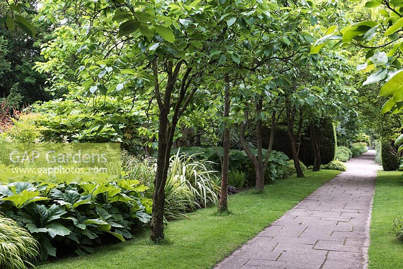 Tropical Garden at Newby Hall, with mix of exotics and large-leaved plants, June.