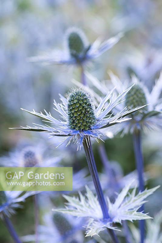 Eryngium x zabelii 'Big Blue', a herbaceous perennial with thimble sized blue heads above spiky silvery foliage - July