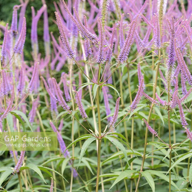 Veronicastrum virginicum, Culver's  Foot, a tall, branched herbaceous perennial flowering from July.