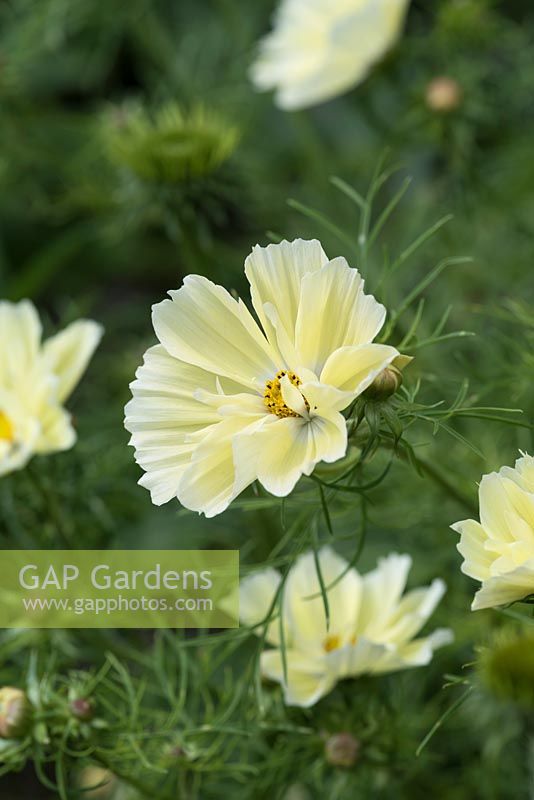 Cosmos bipinnatus 'Xanthos', a dwarf half hardy annual with soft yellow flowers from June.