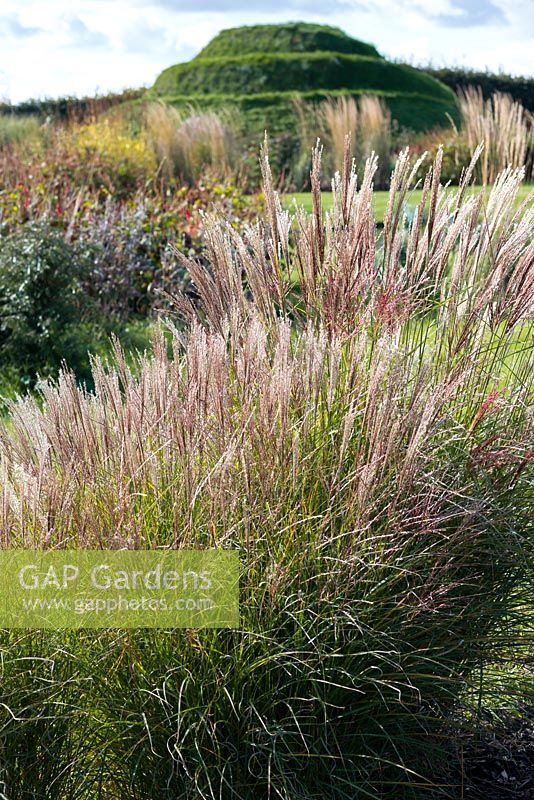 Miscanthus sinensis 'Gracillimus', compact deciduous ornamental grass with silvery, silky spikelets in autumn.