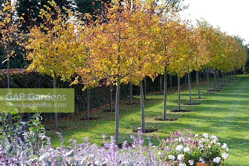 Avenue of Tillia cordata 'Winter Orange', a deciduous small-leaved lime tree with leaves turning gold in autumn. 