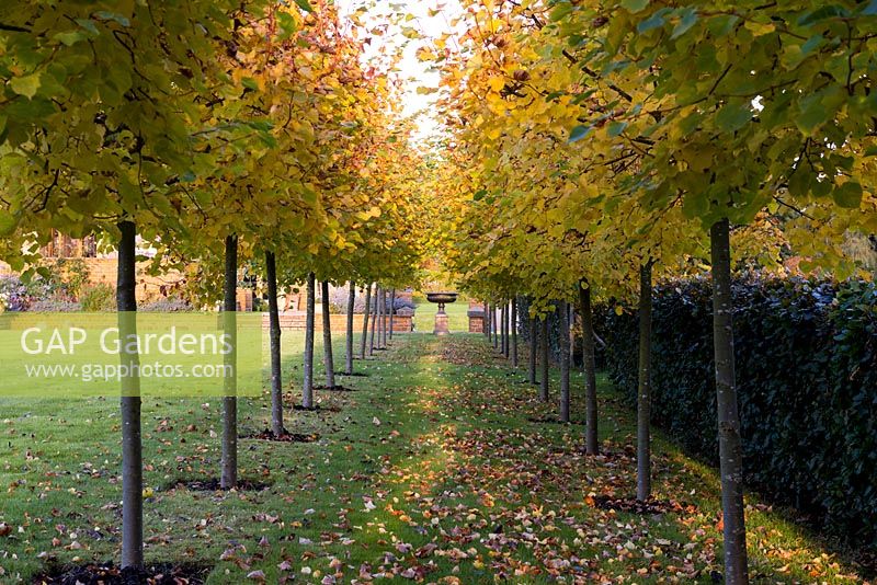 Avenue of Tillia cordata 'Winter Orange', a deciduous small-leaved lime tree with leaves turning gold in autumn. 