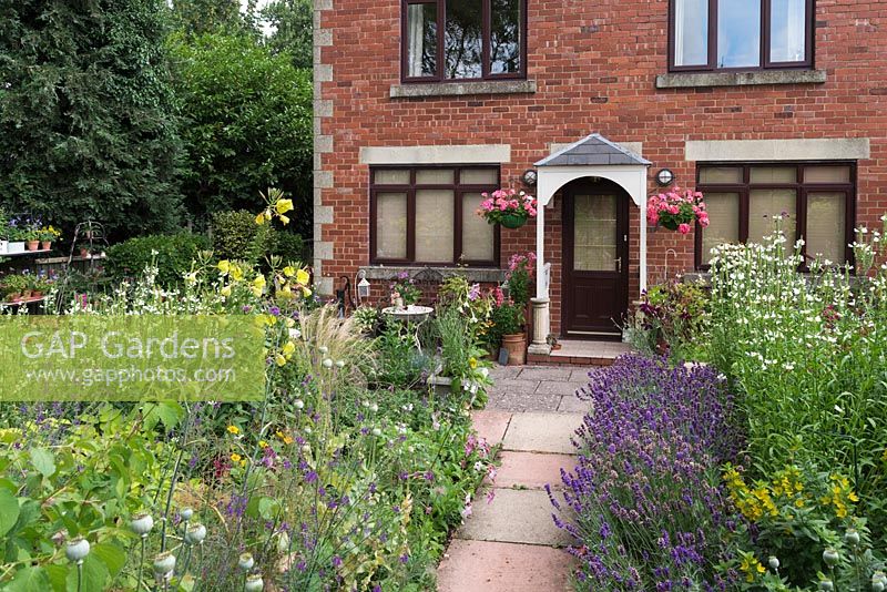 A town front garden with informal colour theme border with purple, yellow and white planting.