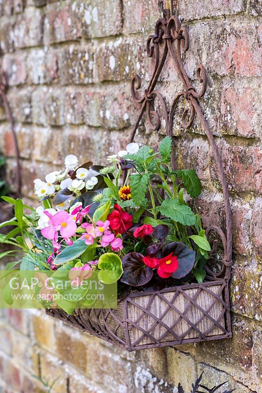 A vintage wall mounted planter filled with colourful annuals.