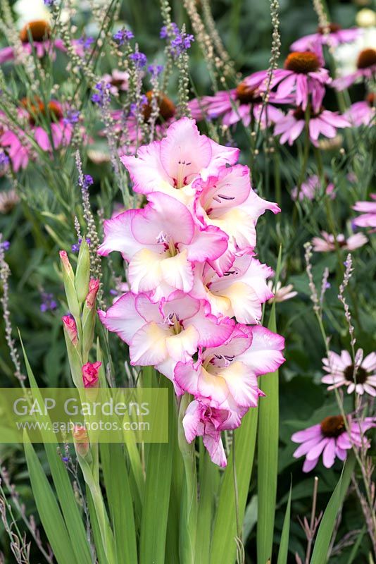 Gladiolus 'Wine and Roses' bears soft rose pink ruffled blooms from July. 