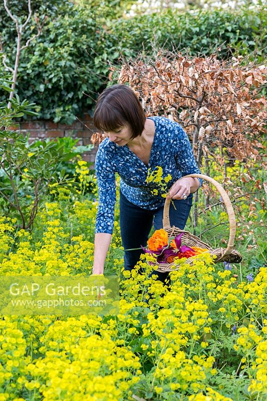 Garden designer Sue Townsend, picking spring flowers.