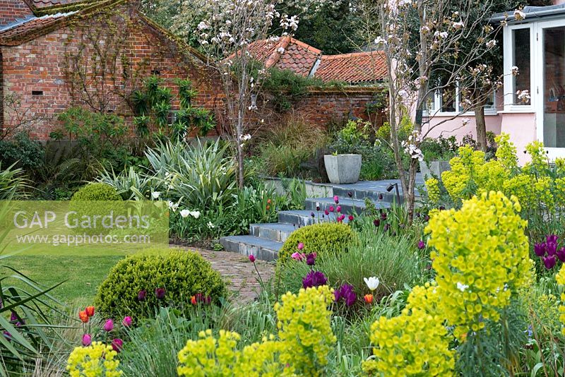 Spring borders of Tulips and Euphorbia, mingling amongst permanent structure of Astelias, grasses and box balls.