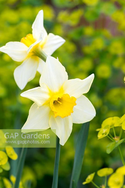 Narcissus 'White Lady' - a dainty sweet scented daffodil